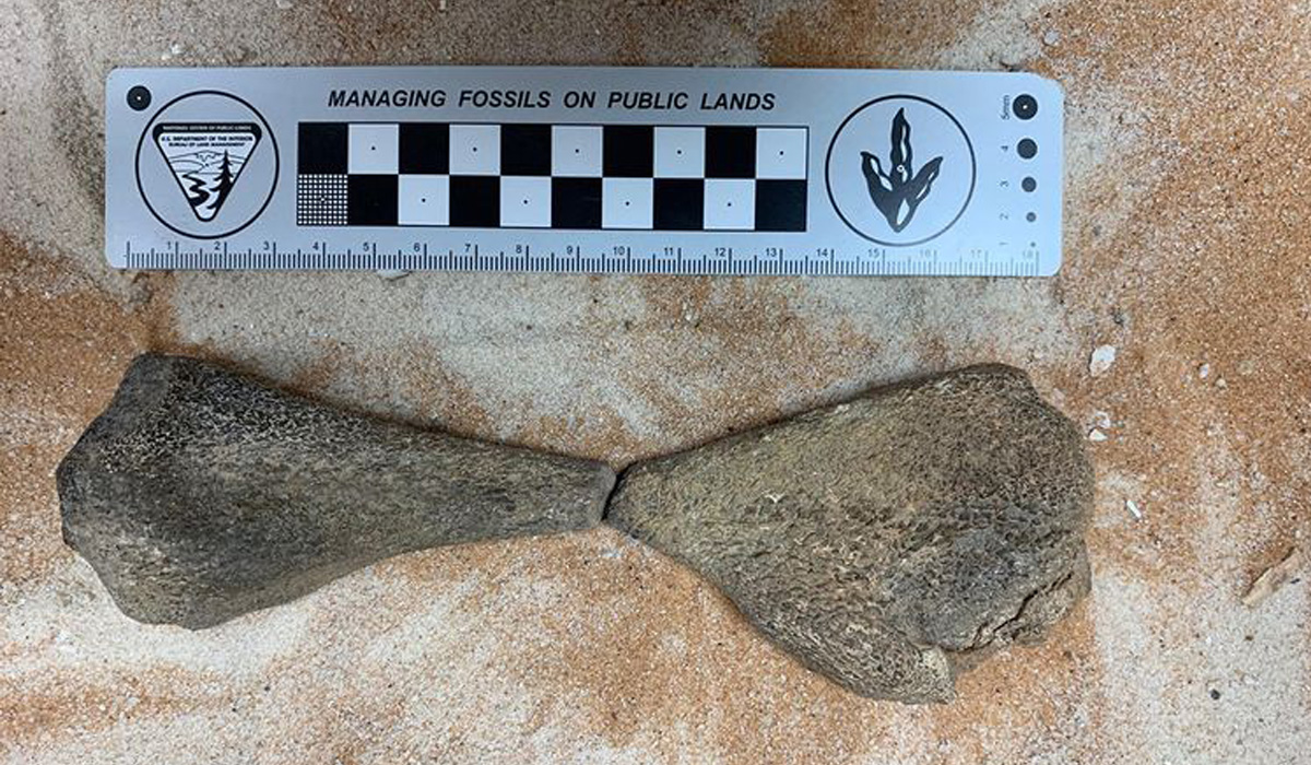 Ancient fossils discovered in the Saudi western coast